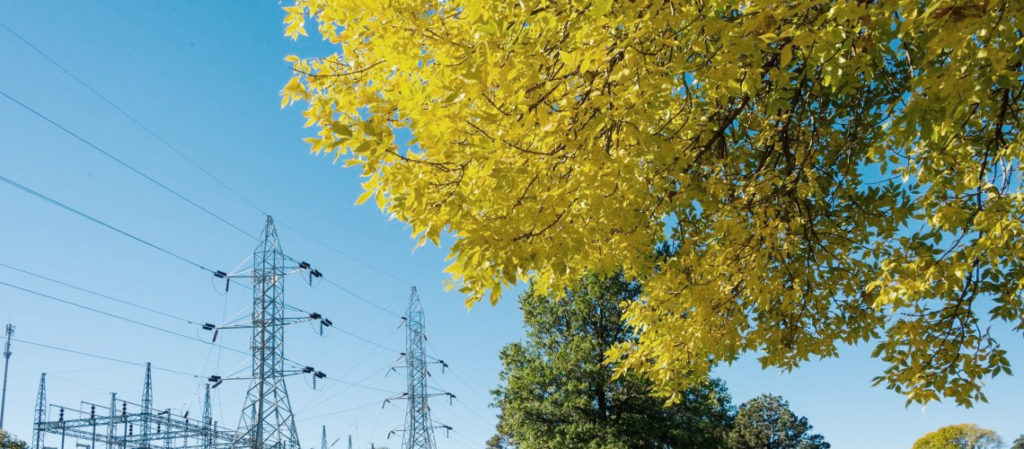 Arbes et lignes électriques du réseau Schneider Electric