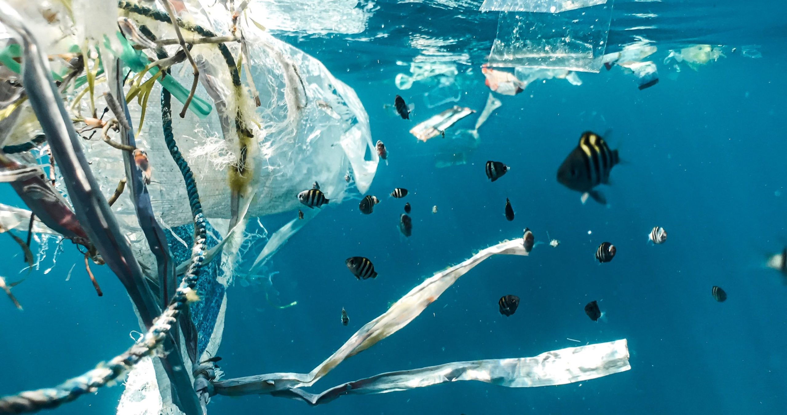 Beaucoup de plastiques qui flotte dans l'océan.